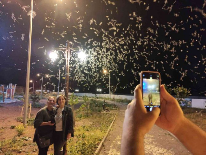 Milyonlarca ’Bir Gün Sineği’ Tarihi Halilefendi Köprüsünü İstila Etti