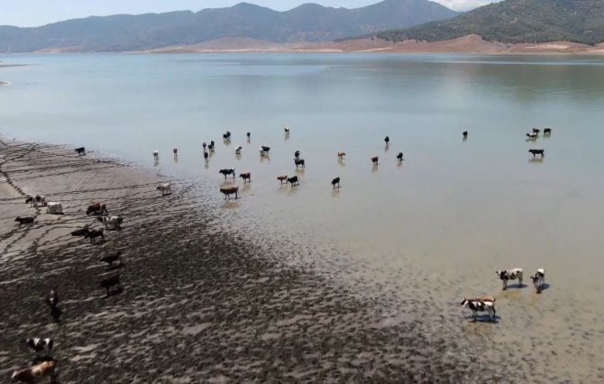 Sıcaklardan Bunalan Hayvanlar Barajda Serinliyor