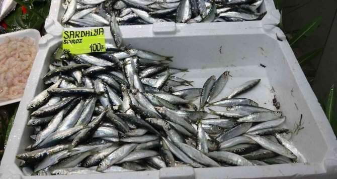 Çanakkale’de Sezonun İlk Palamutları Tezgaha Çıktı