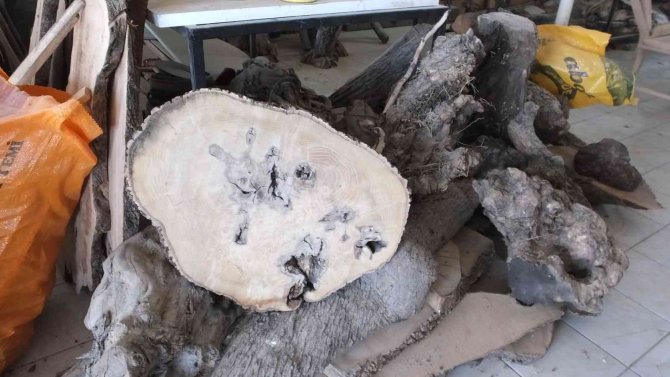 Balıkesir’de Atık Ağaçlar Maharetli Ellerde Sanat Eserine Dönüşüyor