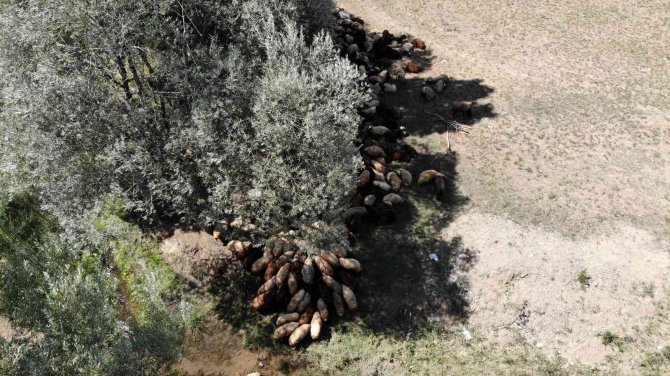 Besiciler Sıcaktan Etkilenen Büyükbaş Hayvanlarını Derede, Küçükbaş Hayvanlarını Da Ağaç Diplerinde Serinletiyor