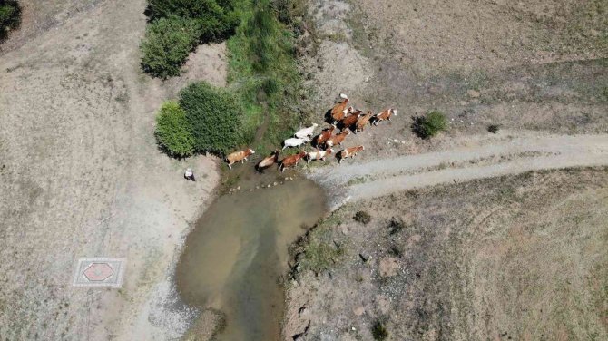 Besiciler Sıcaktan Etkilenen Büyükbaş Hayvanlarını Derede, Küçükbaş Hayvanlarını Da Ağaç Diplerinde Serinletiyor