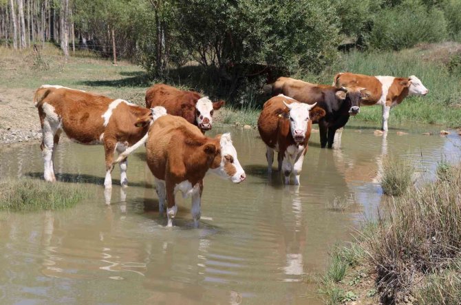 Besiciler Sıcaktan Etkilenen Büyükbaş Hayvanlarını Derede, Küçükbaş Hayvanlarını Da Ağaç Diplerinde Serinletiyor