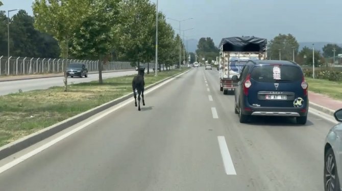 Bursa’da Başıboş At Trafiği Alt Üst Etti