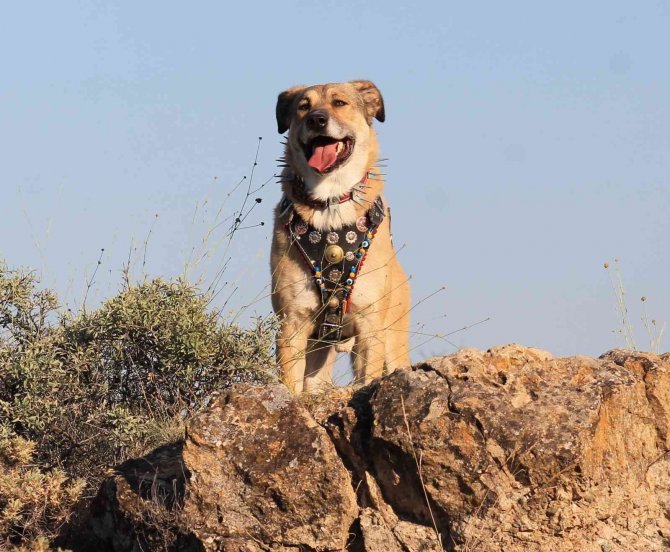 Çocuğu Gibi Baktığı Köpeğinin Cesedini Parçalanmış Halde Buldu, Gerçeği Öğrenince Hüngür Hüngür Ağladı