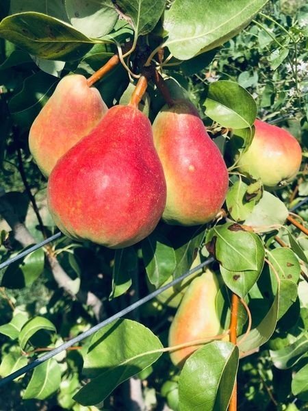 Çiftçiye Örnek Olsun Diye Dikti, Dev Armutlar Yetiştirdi