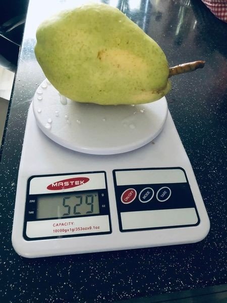 Çiftçiye Örnek Olsun Diye Dikti, Dev Armutlar Yetiştirdi