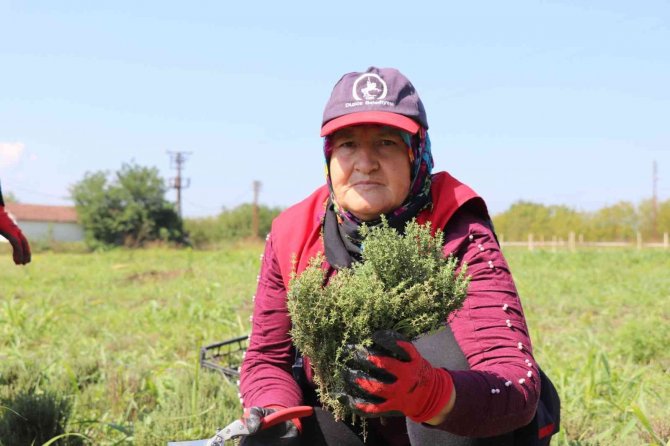Düzce’de Kekik Hasadı Başladı