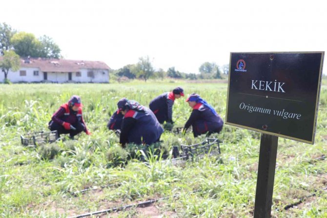 Düzce’de Kekik Hasadı Başladı