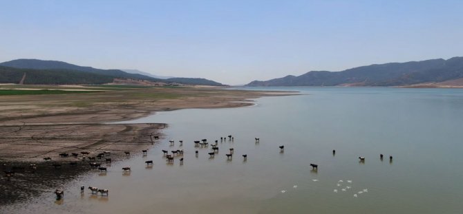 Sıcaklardan Bunalan Hayvanlar Barajda Serinliyor