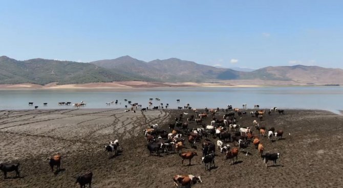 Sıcaklardan Bunalan Hayvanlar Barajda Serinliyor