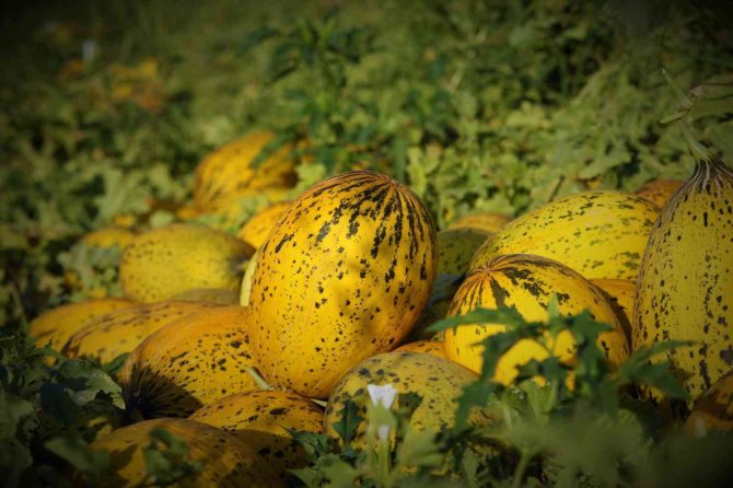 Konya Ovasında Kavun Hasadı Zamanı