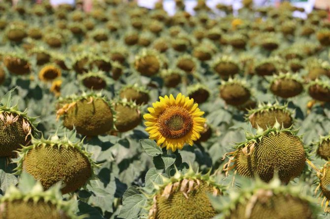 Tarla Gününde Ayçiçeği Tarlaları Görsel Şölen Sundu