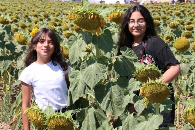 Tarla Gününde Ayçiçeği Tarlaları Görsel Şölen Sundu