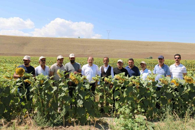 Tarla Gününde Ayçiçeği Tarlaları Görsel Şölen Sundu