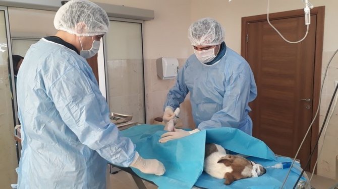 Sokak Hayvanlarının Dostu, İ̇negöl Belediyesi