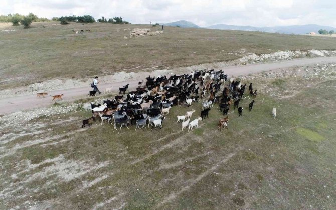 6 Aile Koyun Projesi İle Yeniden Köyüne Döndü