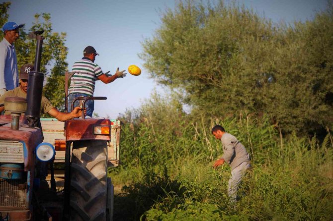 Konya Ovasında Kavun Hasadı Zamanı
