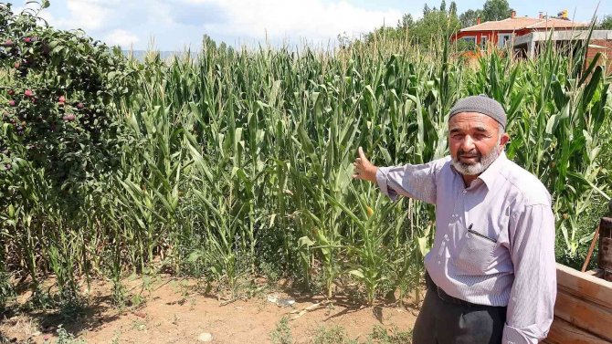 Geçtiğimiz Yıl Para Kazandırdı, Ekmeyen Kalmadı