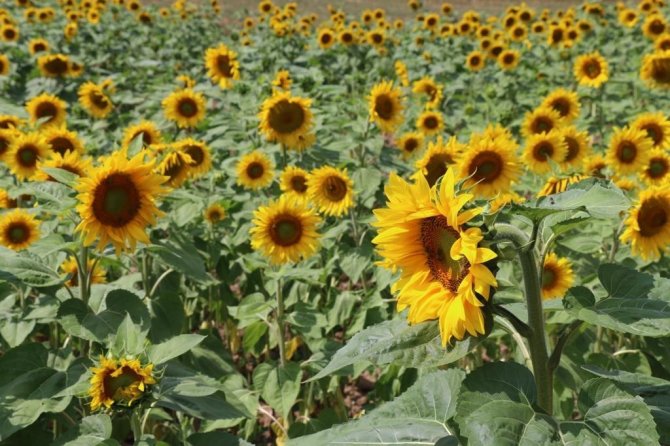 Fındık Diyarı Ordu’da Ayçiçeği Üretiliyor