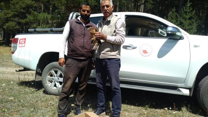 Yaralı Kızıl Şahin Tedavi Altına Alındı