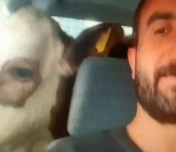 Akıllara Dana Ferhat’ı Getirdi, Yıllar Sonra Sivas’ta Aynı Kare