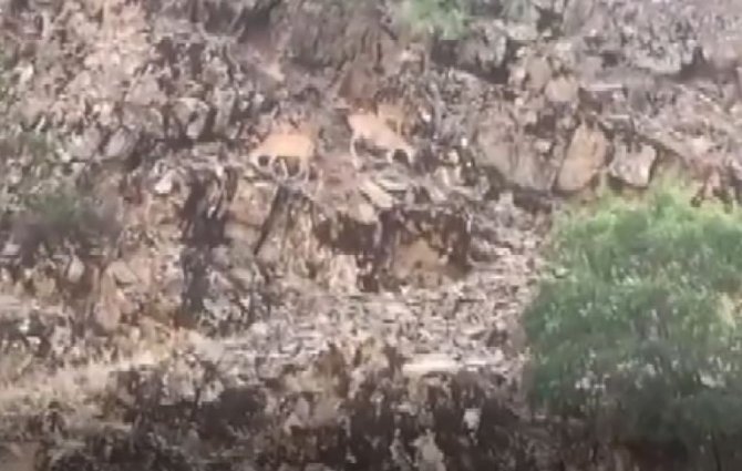 Bir Yanda Yaban Keçileri, Bir Yanda Yüzme Keyfi