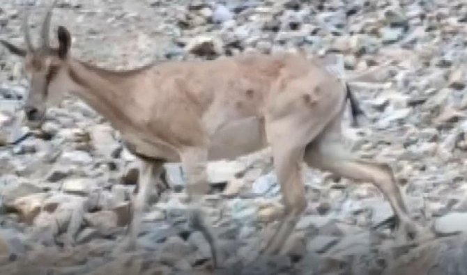 Bir Yanda Yaban Keçileri, Bir Yanda Yüzme Keyfi