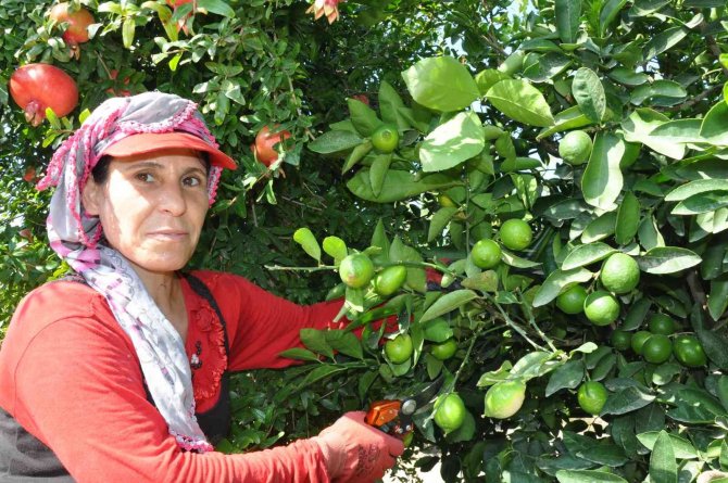 Lime Cinsi Limonda Hasat Başladı: Kilosu 50 Lira