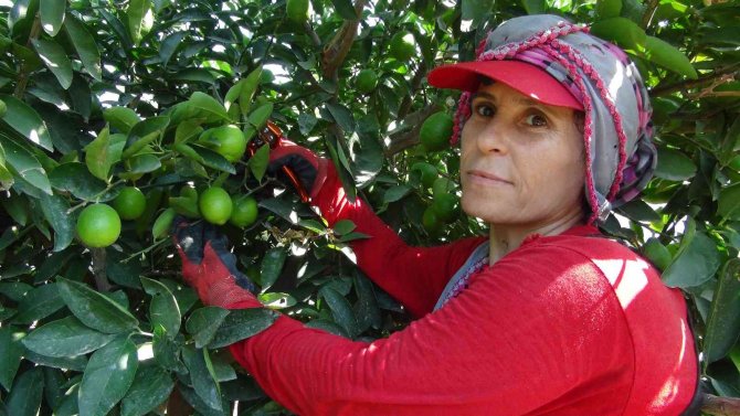 Lime Cinsi Limonda Hasat Başladı: Kilosu 50 Lira