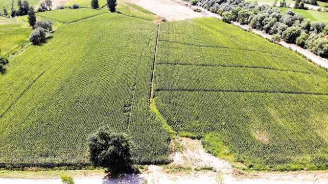 Geçtiğimiz Yıl Para Kazandırdı, Ekmeyen Kalmadı