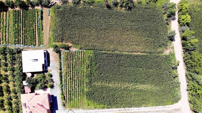 Geçtiğimiz Yıl Para Kazandırdı, Ekmeyen Kalmadı