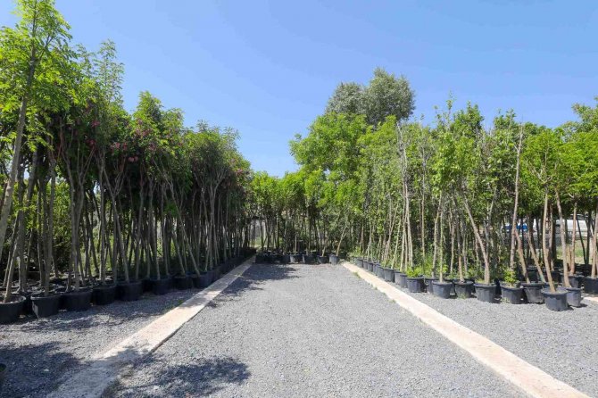 Yenimahalle Kendi Çiçeğini Kendi Üretiyor