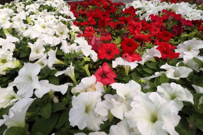 Yenimahalle Kendi Çiçeğini Kendi Üretiyor