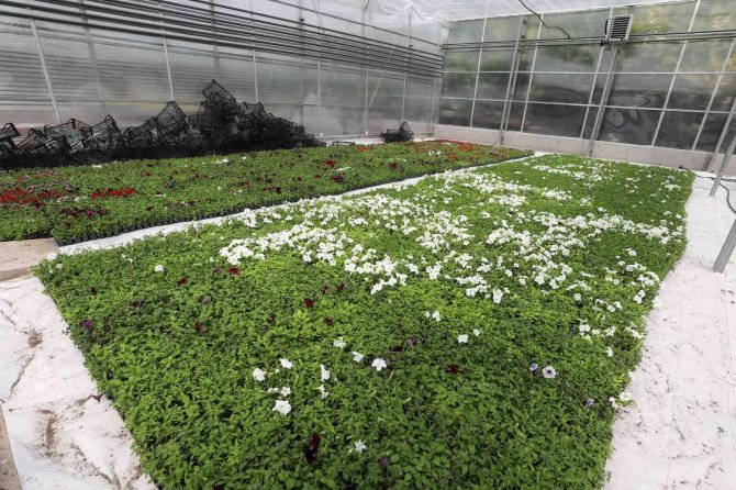 Yenimahalle Kendi Çiçeğini Kendi Üretiyor