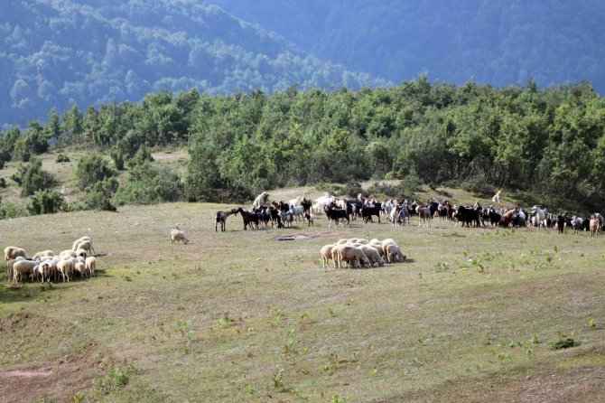 6 Aile Koyun Projesi İle Yeniden Köyüne Döndü