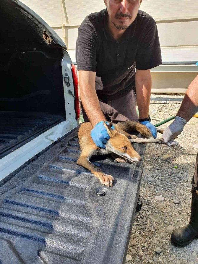 Yaralı Halde Bulunan Tilki Tedavi Altında
