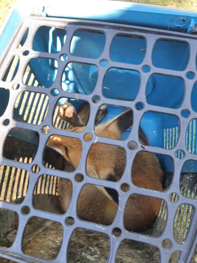 Yaralı Halde Bulunan Tilki Tedavi Altında