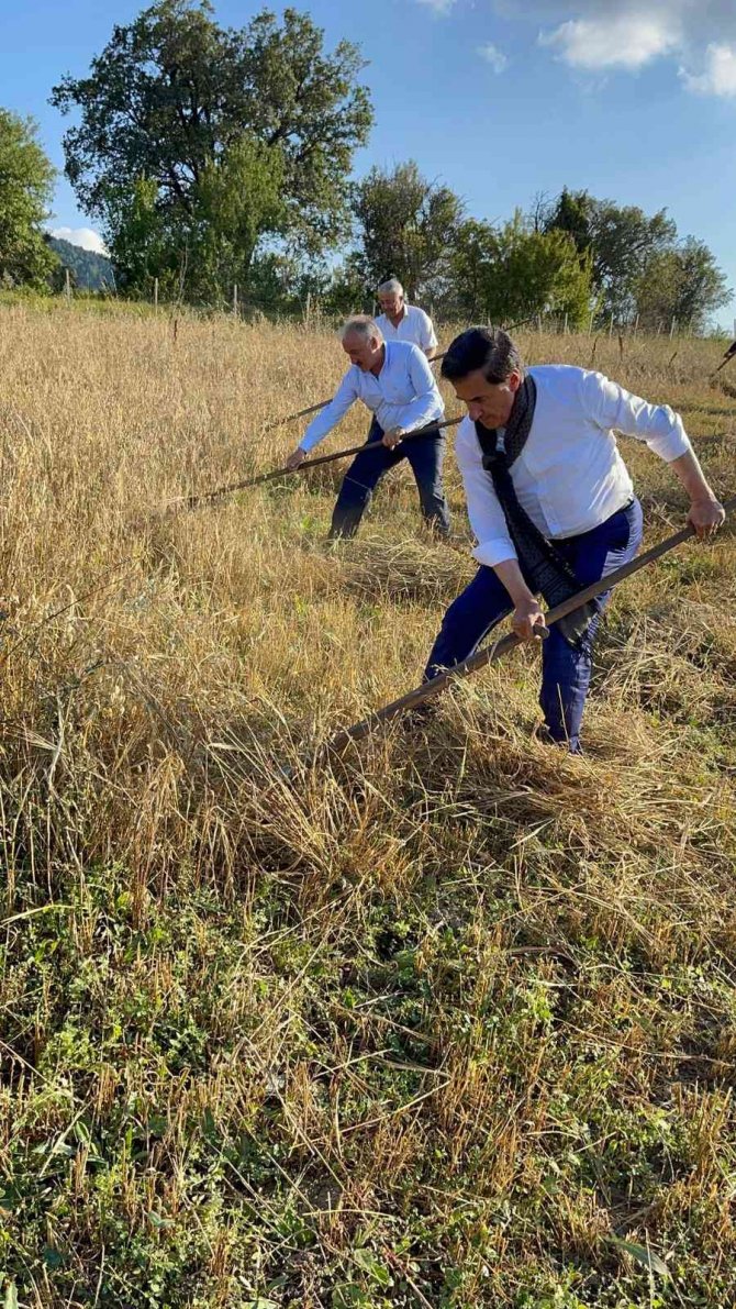 Milletvekili Güneş, Yorulan Çiftçinin Elinden Aldığı Tırpanla Ot Biçti