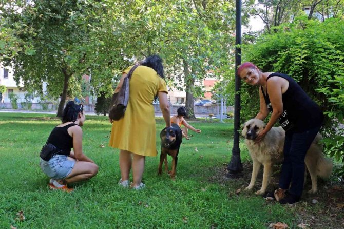 Antalya’da Köpek Ve Kedi Zehirlenmeleri Hayvanseverleri Ayaklandırdı