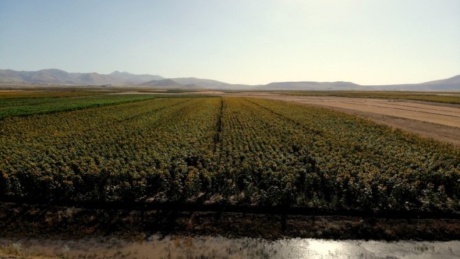 Ucu Bucağı Görünmeyen Ayçiçeği Tarlaları, Kartpostallık Görüntüler Ortaya Çıkartıyor