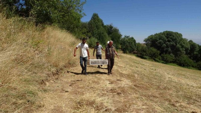 Bingöl’de Kene Avcısı Sülünler Doğaya Salındı