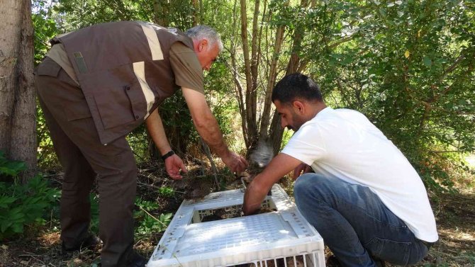 Bingöl’de Kene Avcısı Sülünler Doğaya Salındı