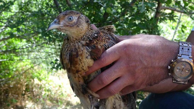 Bingöl’de Kene Avcısı Sülünler Doğaya Salındı