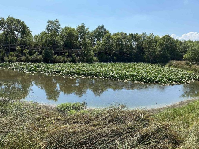 Bu Göldeki Çiçekleri Koparmanın Cezası 109 Bin Lira