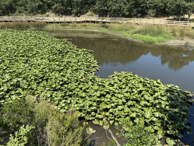 Bu Göldeki Çiçekleri Koparmanın Cezası 109 Bin Lira