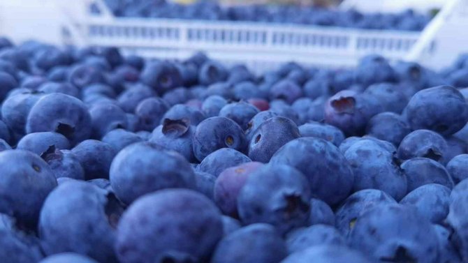 Bursa’dan Hong Kong’a Yaban Mersini İhracatı