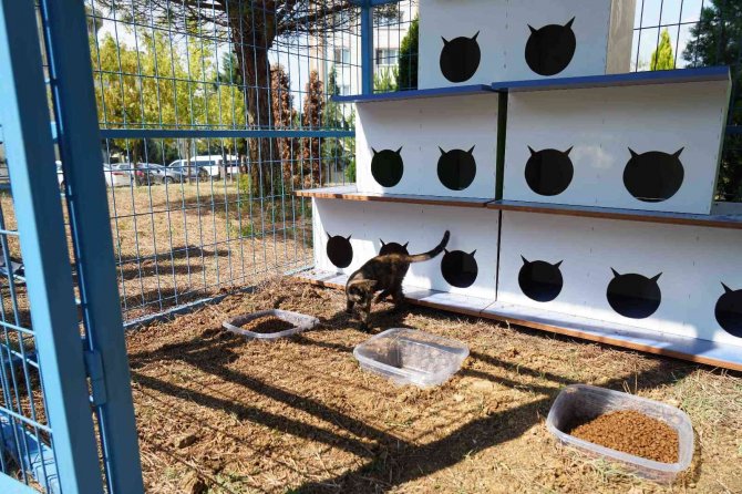 Bu Da Kedi Malikânesi