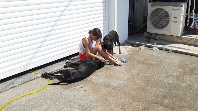 Köpeğinin Yaşaması İçin Dakikalarca Kalp Masajı Yaptı