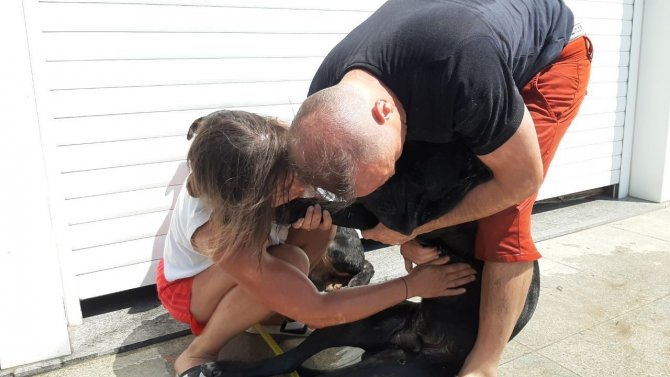 Köpeğinin Yaşaması İçin Dakikalarca Kalp Masajı Yaptı